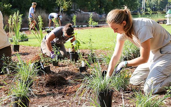 The garden was installed by botanical garden staff, UGA students and volunteers to help educate students and visitors about the importance of native plants in an urban environment. (Shannah Cahoe Montgomery/PSO)