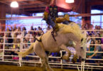 Great Southland Stampede Rodeo 2014-h. UGA Livestock Instructional Arena