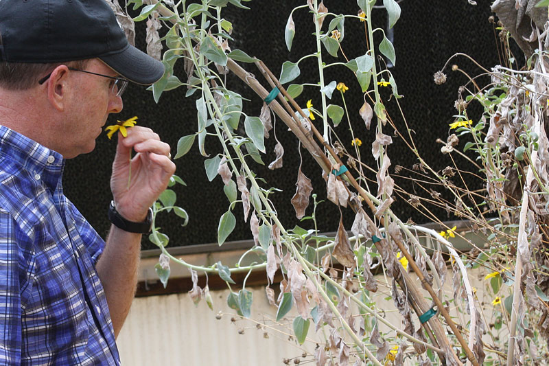 Steve Knapp sniffs a sunflower