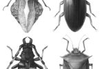 bug drawings-v.art