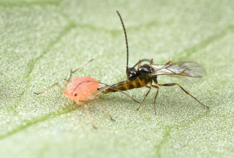 Aphid-wasp interaction
