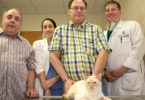 Arthur the cat kidney transplant 2014 group-h.photo