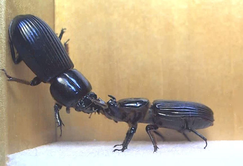 Passalus beetles Andy Davis research 2015-h.photo