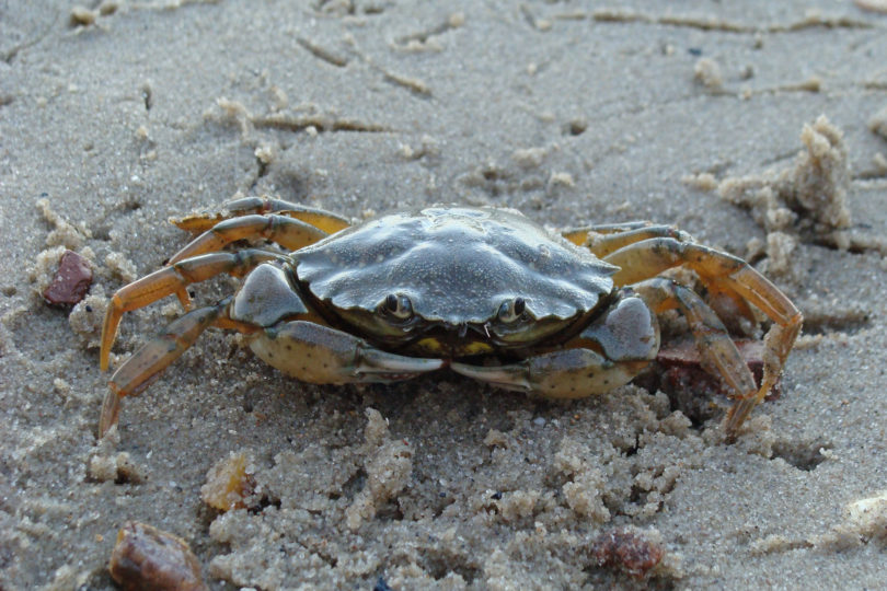 European green crab Carcinus maenas Byers-h.photo