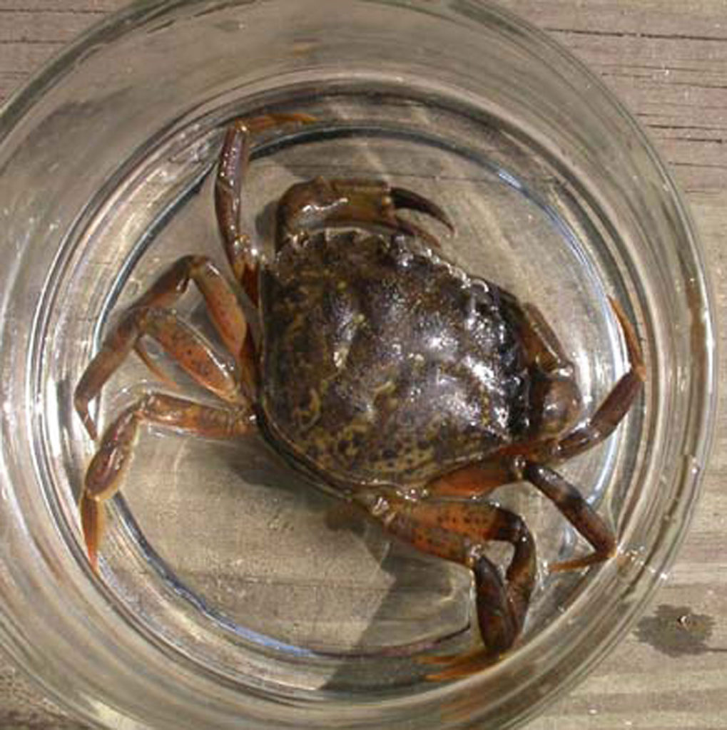European green crab ecology 09262011-v.crab