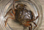 European green crab ecology 09262011-v.crab