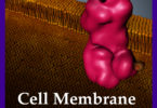 IS3D iBook “Cell Membrane Transport” cover-v.cover