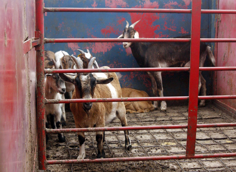 Chew Crew - goats on campus Meg Diamond1-h.env