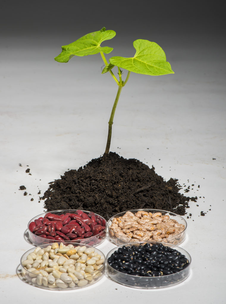 Common bean-UC Berkley image-2014-v.photo