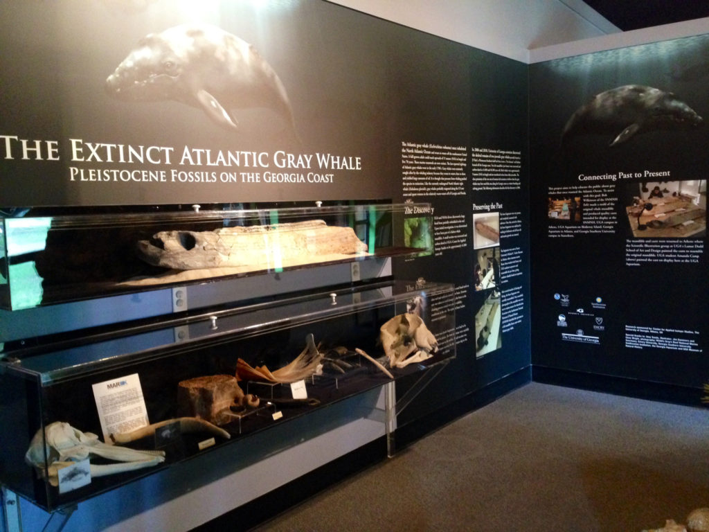 Gray Whale Exhibit Skidaway bone-h