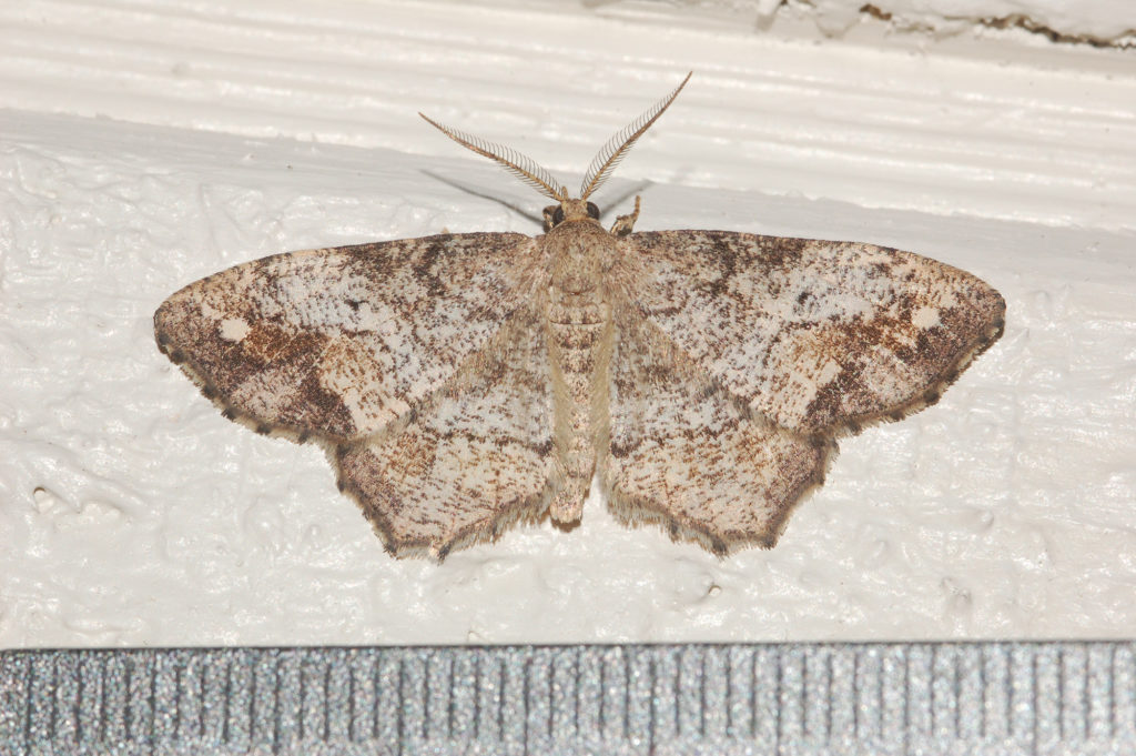 Mothing Hypagyrtis unipunctata by Tori Staples 2013-h.env