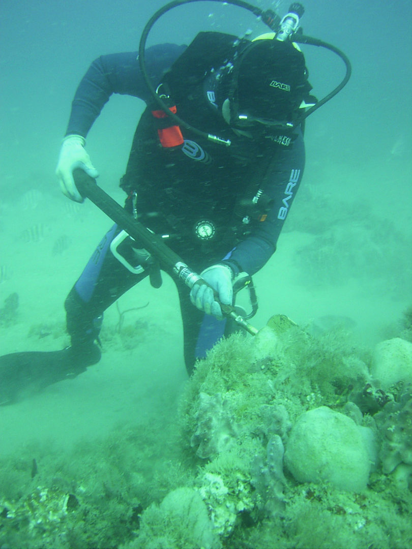 Whale bone discovery - diver-v.action