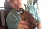 James Martin bobwhite quail-v