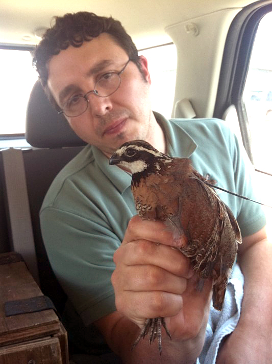 James Martin bobwhite quail-v