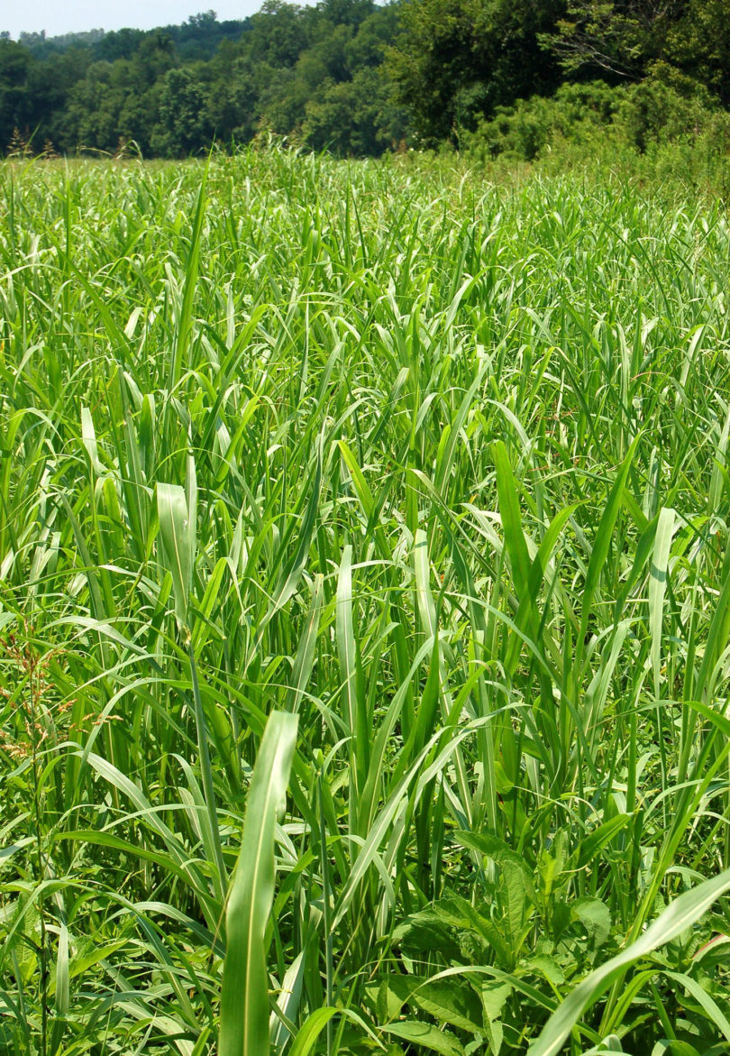 Johnsongrass in field USDA-v.photo
