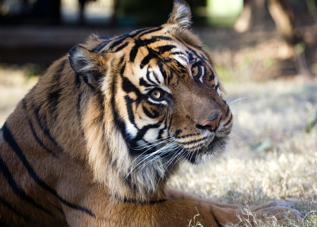 Zoo Atlanta Kavi Sumatrian tiger-h.photo