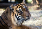 Zoo Atlanta Kavi Sumatrian tiger-h.photo