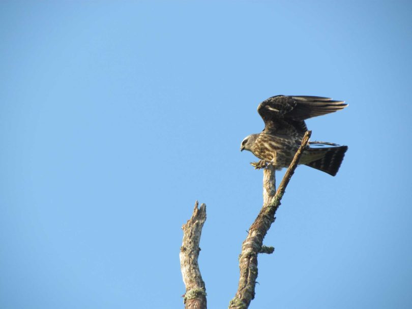 Mississippi Kite-H.Bird