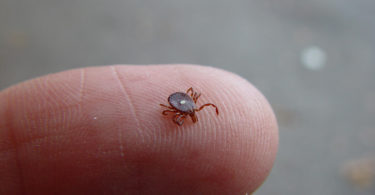 Elizabeth flagging for ticks-v.photo