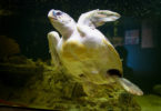 Rider the Sea Turtle swimming-h