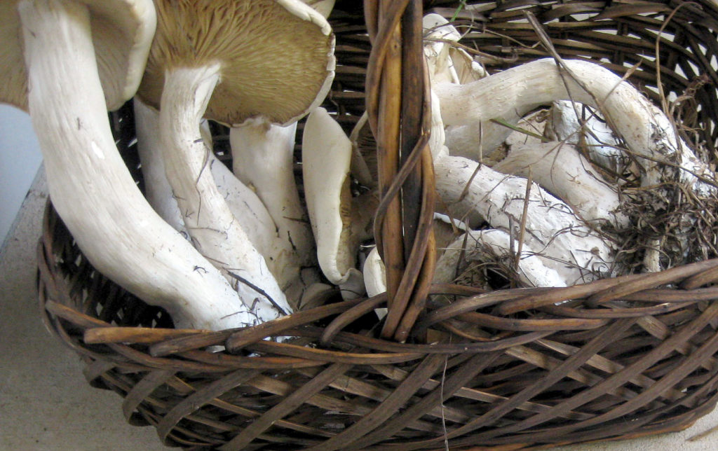Macrocybe titans mushrooms in basket 2012-h.photo