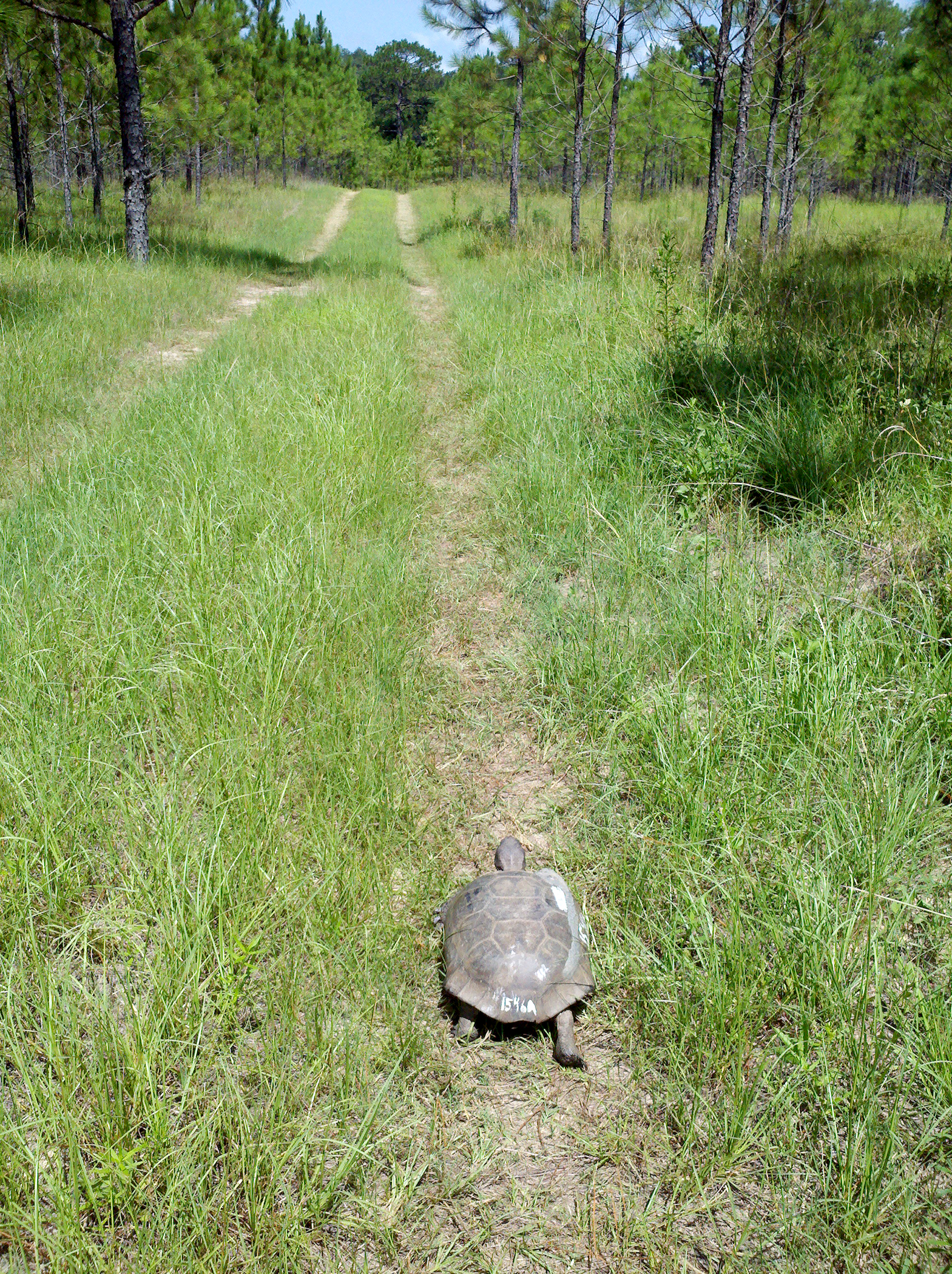 Sick Gopher Tortoises Are Unusually Mobile Could Be Leading To Disease 
