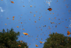 Monarch migration in air Richard Hall-h.photo