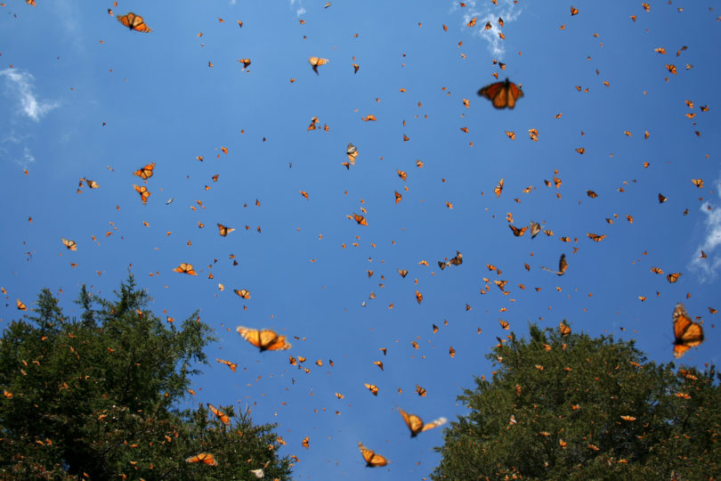 Monarch migration in air Richard Hall-h.photo