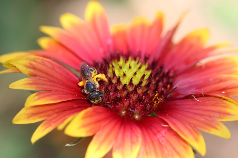 National Pollinator Week - bee on flower-h.action