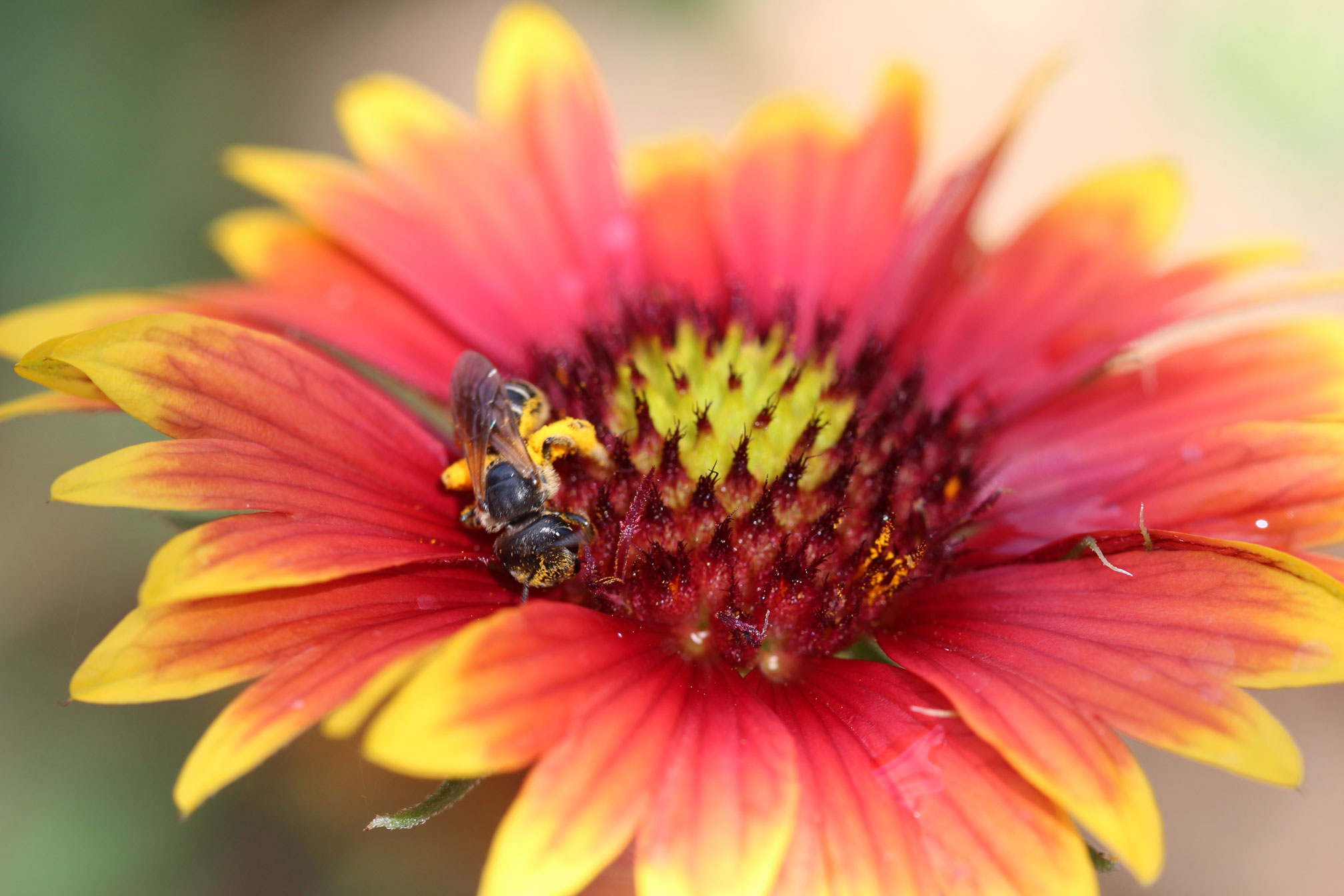 UGA to celebrate National Pollinator Week with Brunswick event - UGA Today