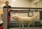 Minnie Labrador retriever at VMC opening 2015 treadmill-h.photo