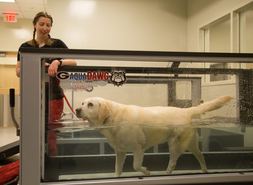 Minnie Labrador retriever at VMC opening 2015 treadmill-h.photo