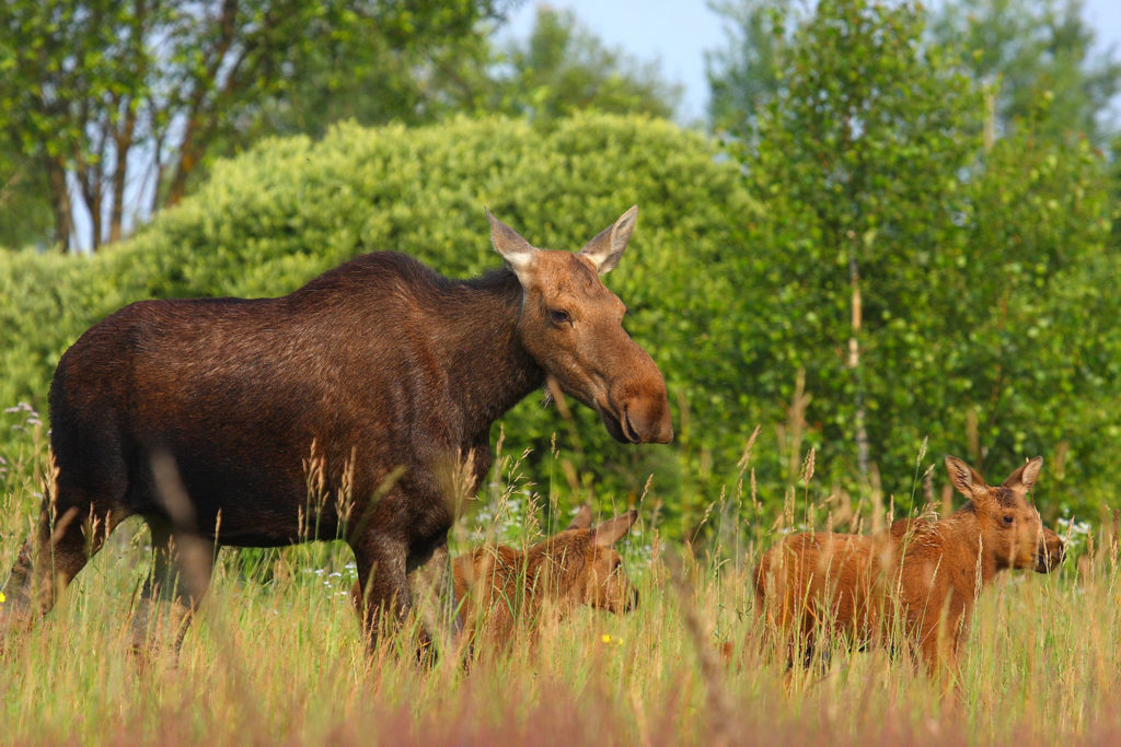 Chernobyl Exclusion Zone moose family-h.photo