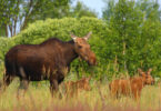 Chernobyl Exclusion Zone moose family-h.photo