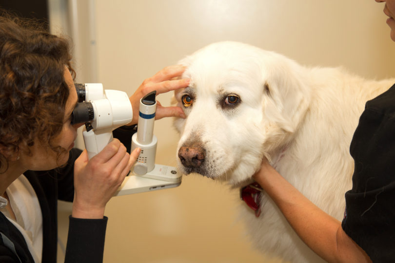 Vet Med National Service Animal Eye Exam Nellie Grace-h.photo