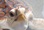 Skidaway Marine Science Day - Ossabaw the sea turtle-h.env