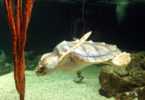 Ossabaw Juvenile turtle-h