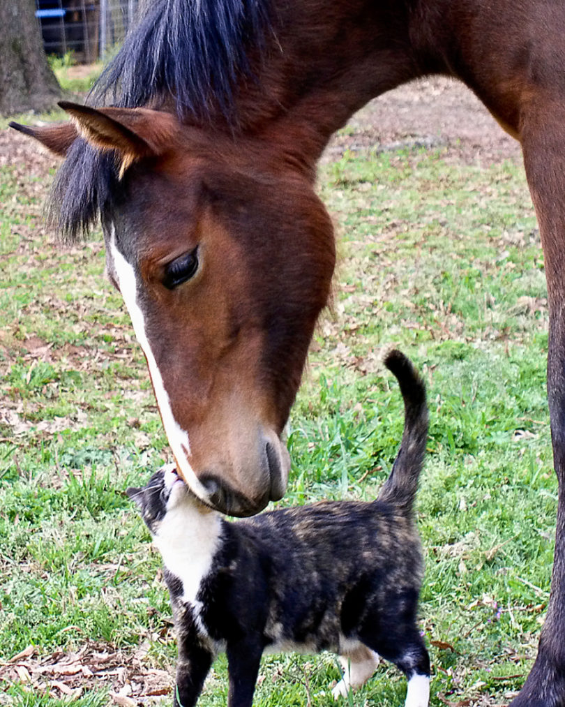 CVM pet photo contest 2011 horse and cat-v.action