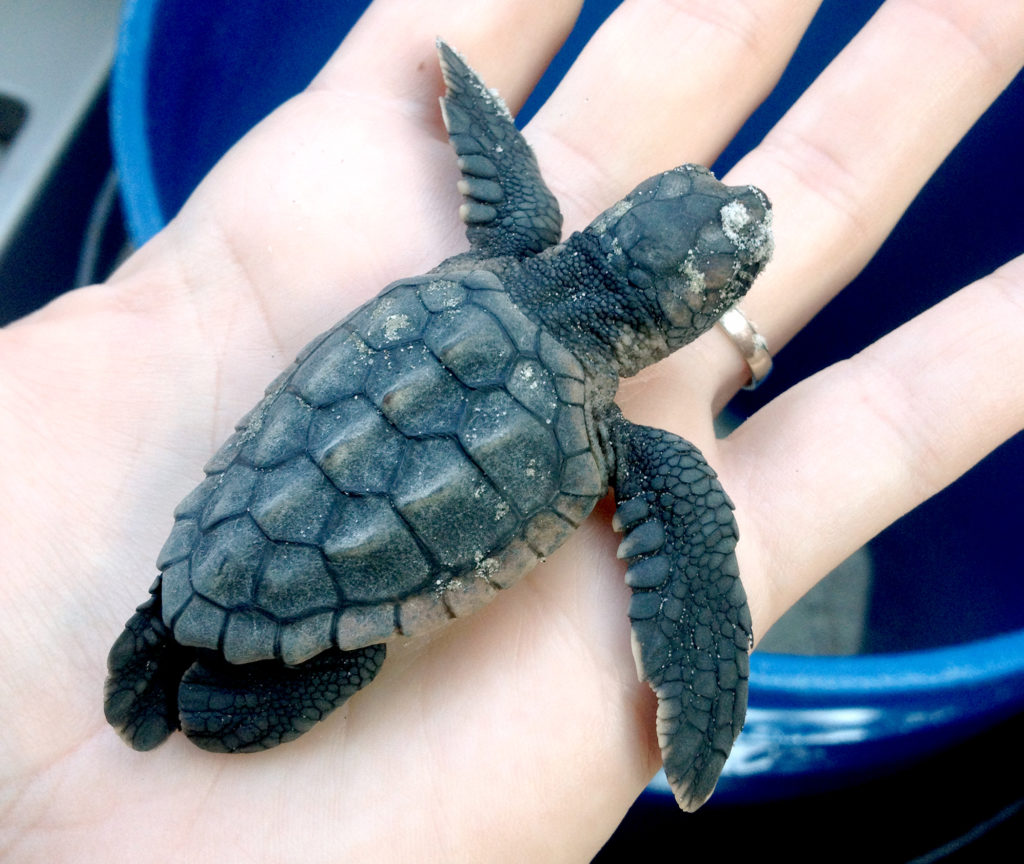 UGA aquarium Rider the sea turtle hatchling 2013-h.photo