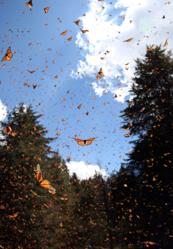 Monarchs in Mexico Sonia Altizer flight-v.photo