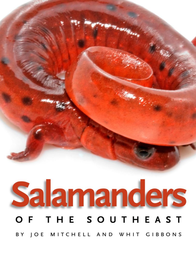 Salamanders featured in final volume of guide to Southeastern reptiles
