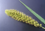 Foxtail millet by Katrien Devos-h.grass