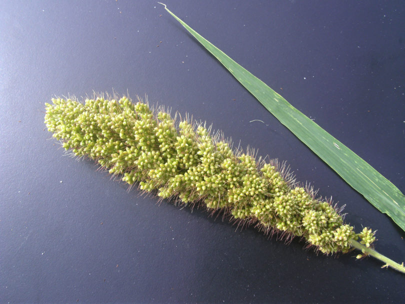 Foxtail millet by Katrien Devos-h.grass