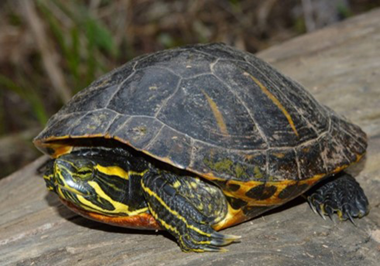 Colorful Reptile Serves As A Health Barometer For The Impacts Of Coal 