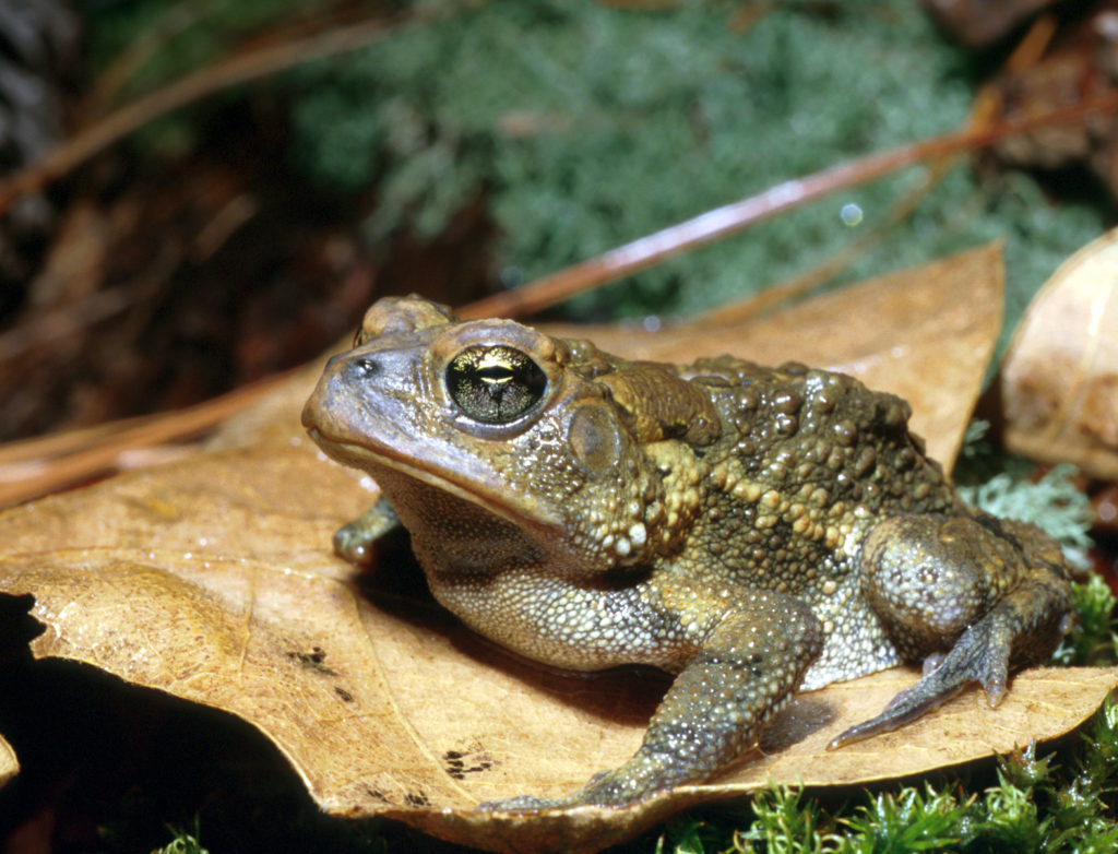 SREL southern toad-h.photo