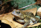 SREL southern toad-h.photo