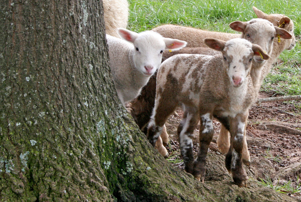 Extension - Smith Family Farm 1860s Gulf Coast sheep-h.env