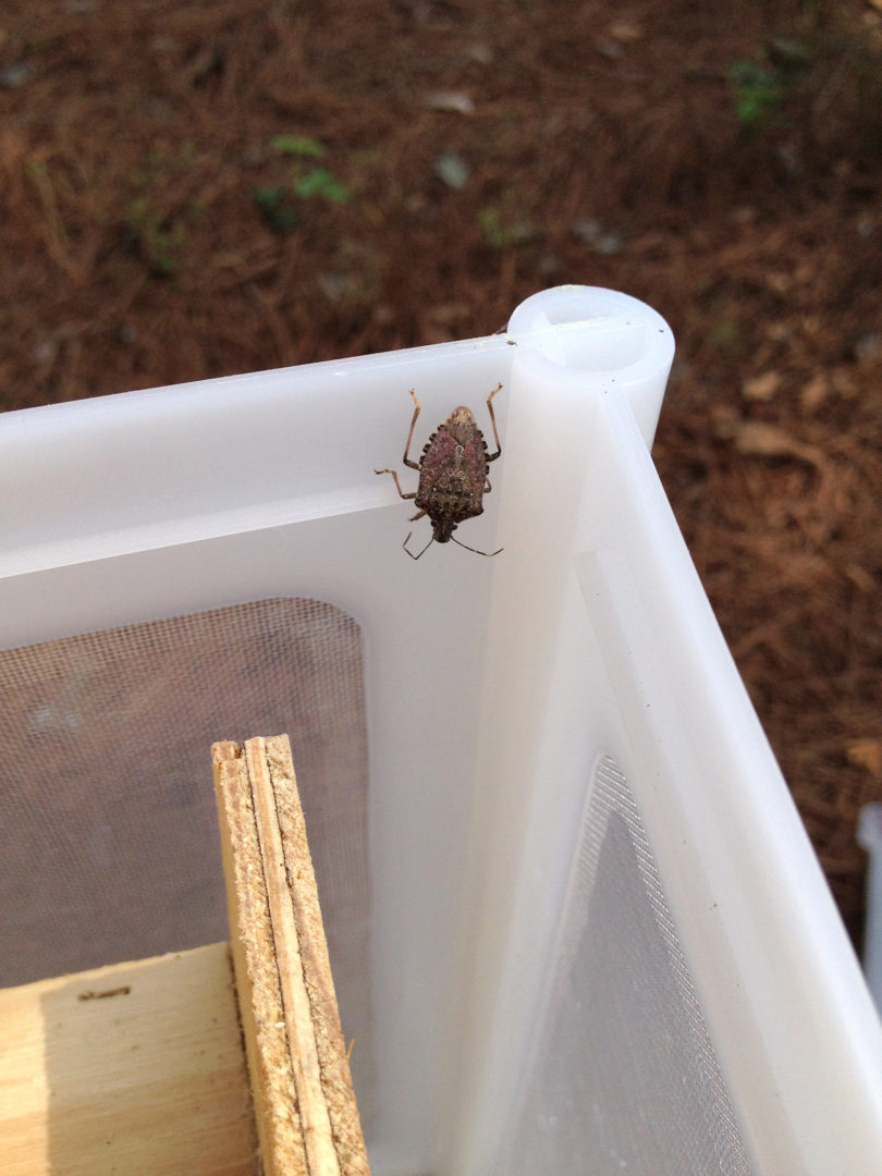 Brown marmorated stink bug Brian Little-v.photo