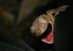 Tokay geckos-h.photo (small)