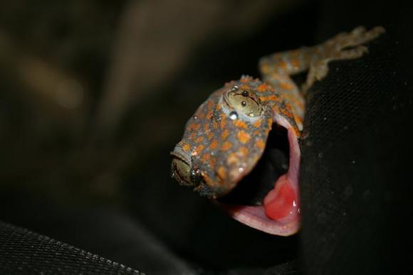Tokay geckos-h.photo (small)